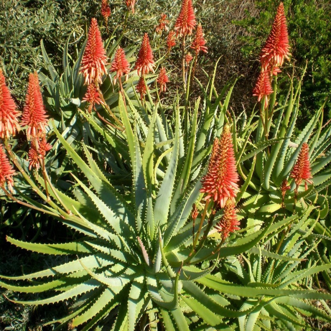 Aloe arborescens Antifungal Study